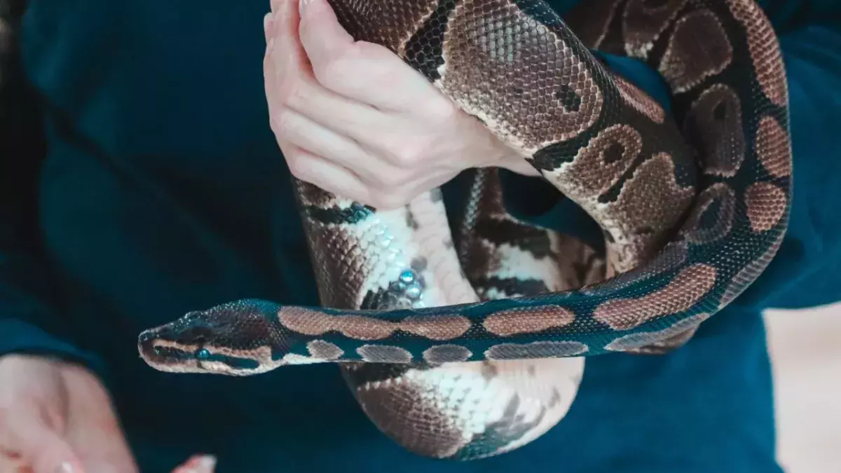 This woman slept with her pet python every night until her vet uncovered something deadly