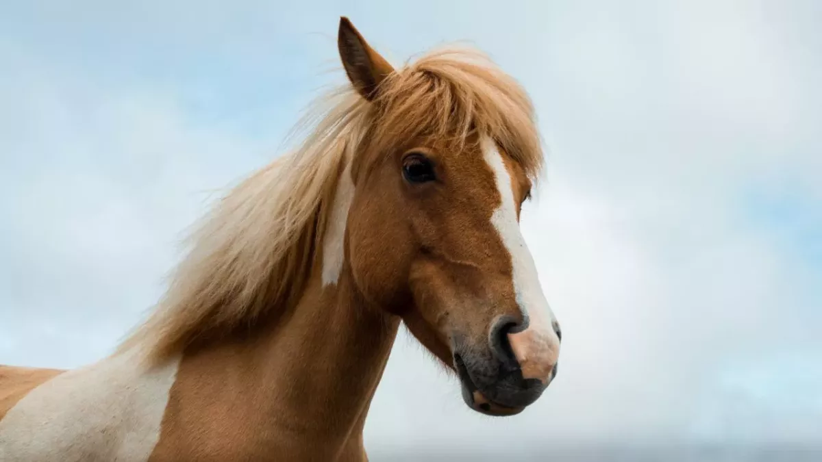 You'll never guess how tall the world's largest horse is