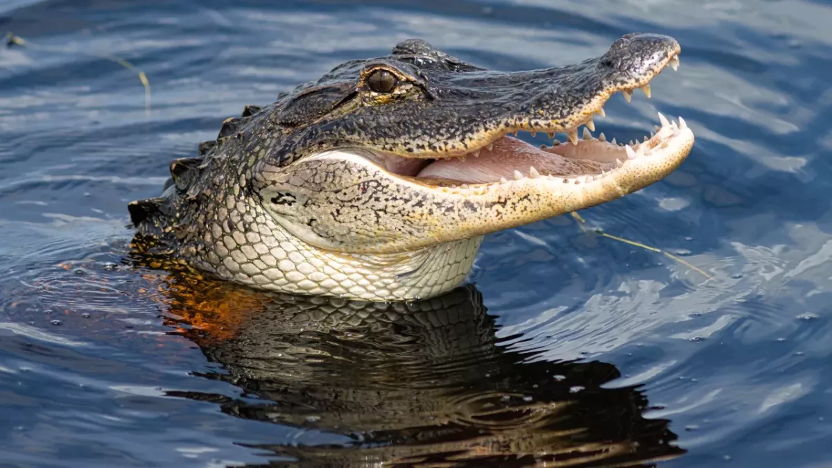 young girl save alligator attack useful trick animal