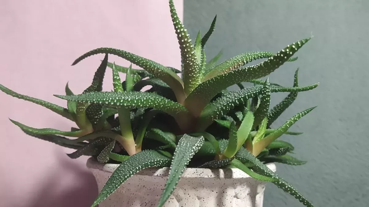 Aloe vera