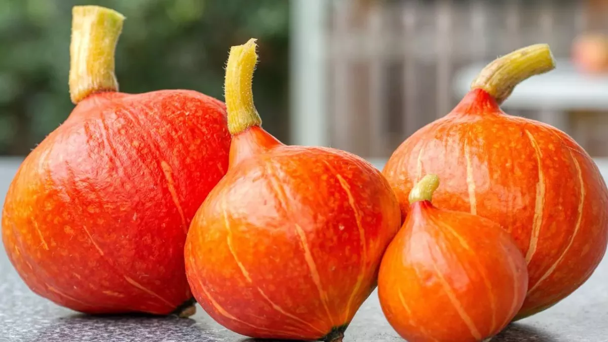 Red kuri squash