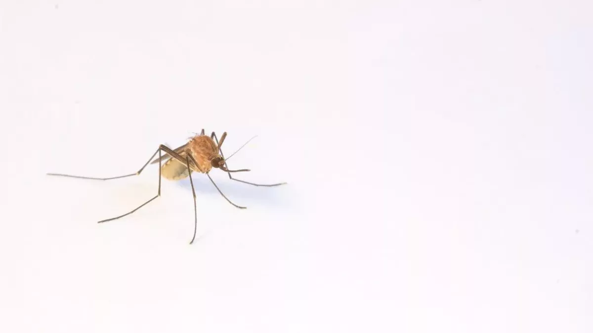 This is the best way to protect yourself from mosquitoes, according to science