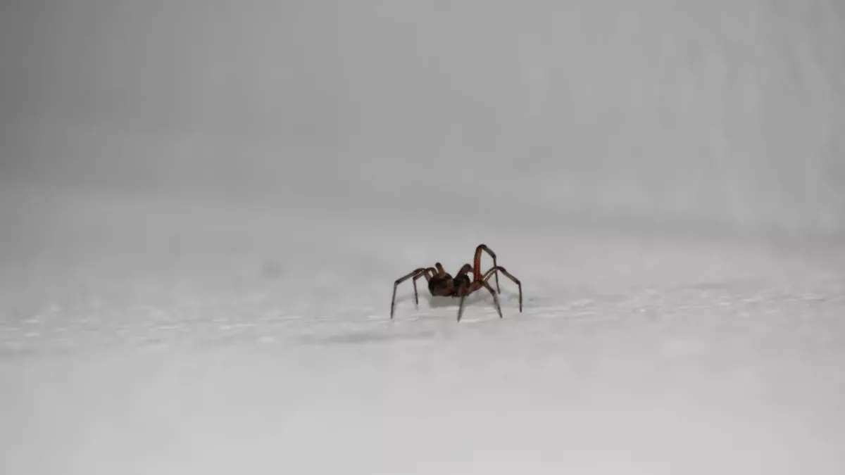 Brits warned of 'sex-crazed' spiders invading their homes, here's where they may be hiding