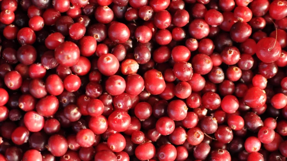 5 health benefits of eating cranberries