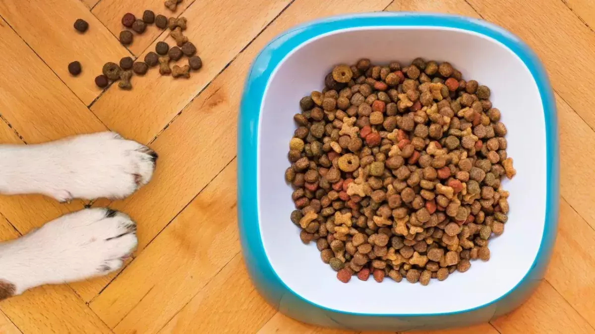 6 Essential nutrients your dog needs
