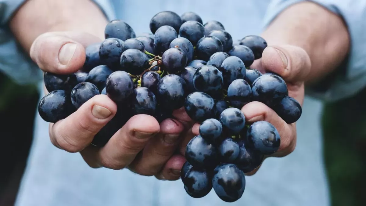 Customer shocked to find this crawling on her grapes 