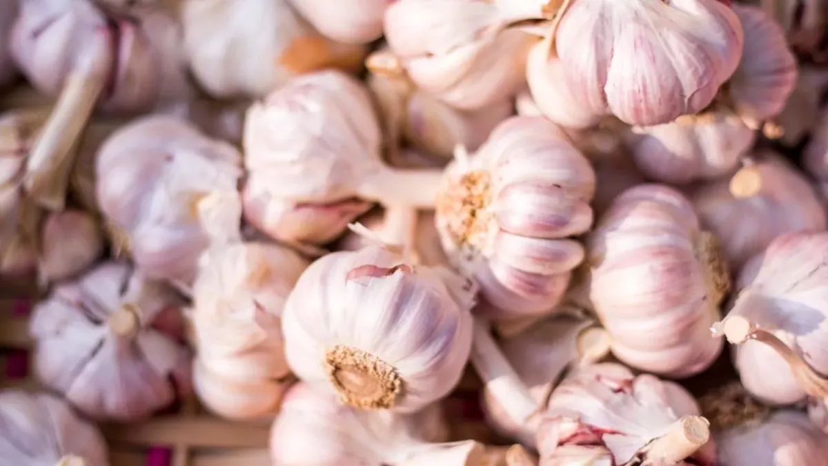Garlic