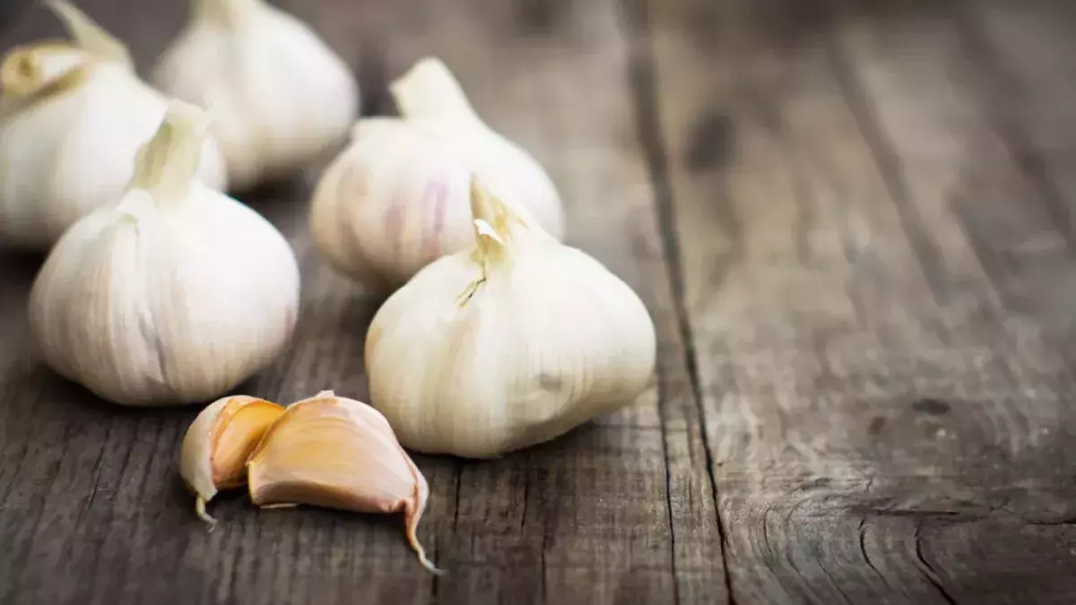 Here is how eating garlic can help slim you down