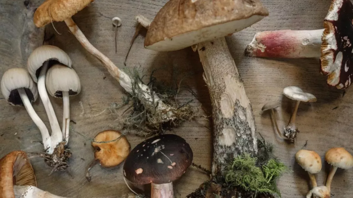 Mushrooms