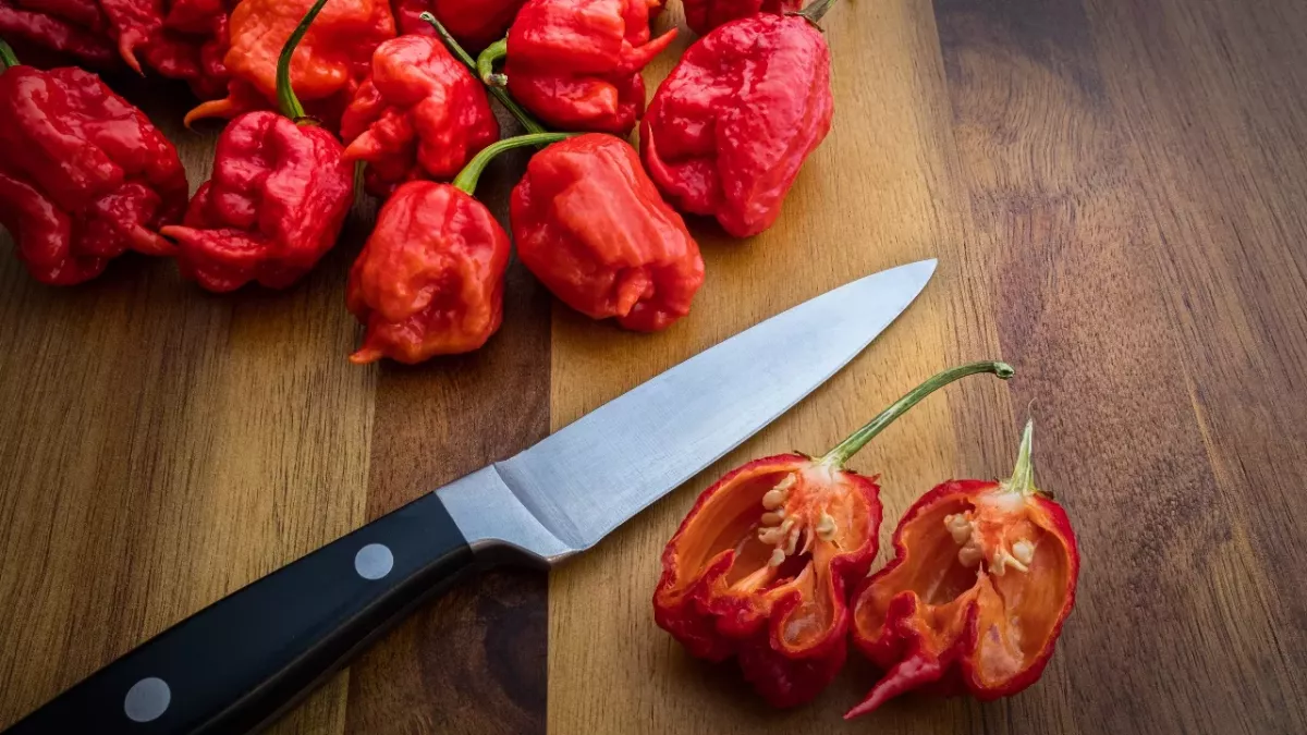 This is the world's most powerful pepper, 540 times stronger than a ...