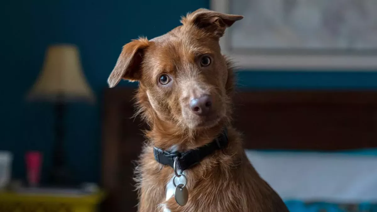 Pet owners shocked to find out many common household foods including peanut butter, are toxic to dogs