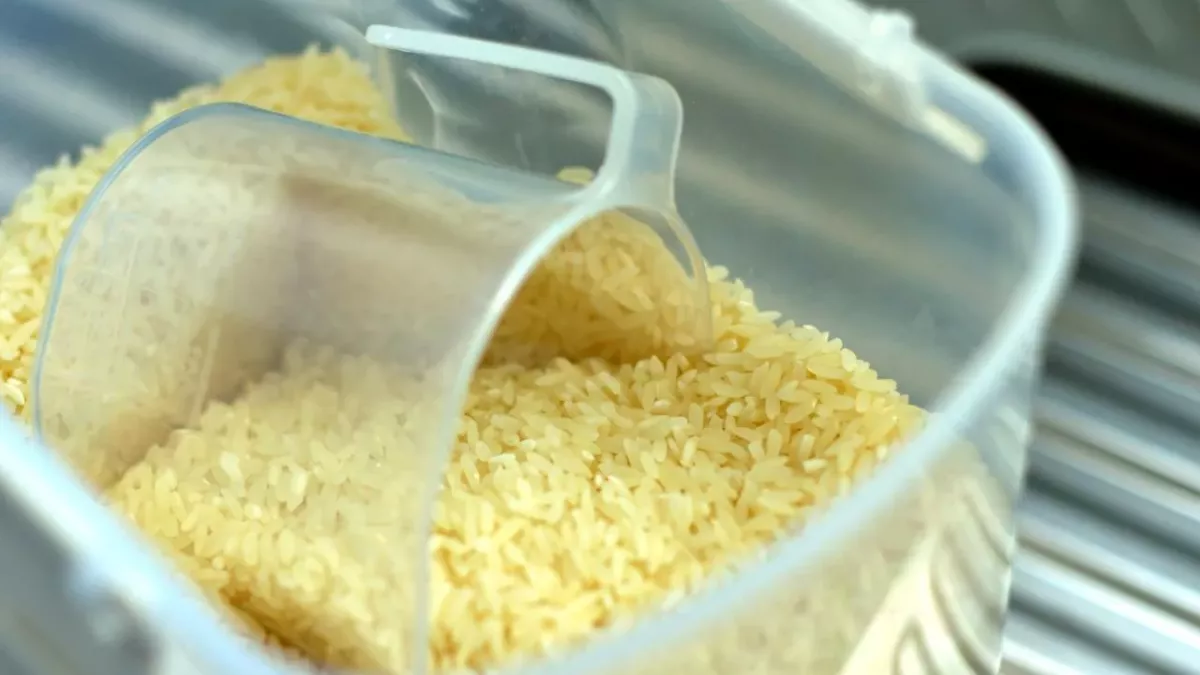 Rice