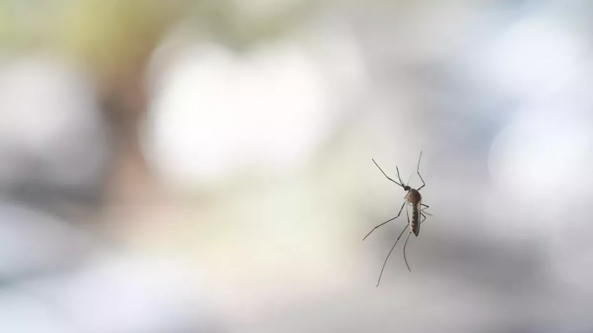 Here's how to prevent mosquitoes from getting inside your home during summer 