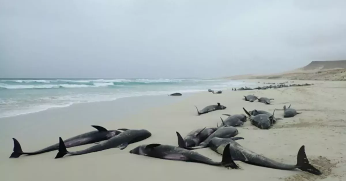136 Dolphins Found Dead On A Beach In Cape Verde