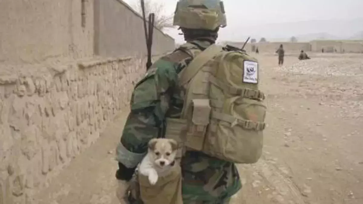 200 pets likely to be evacuated from Afghanistan soon
