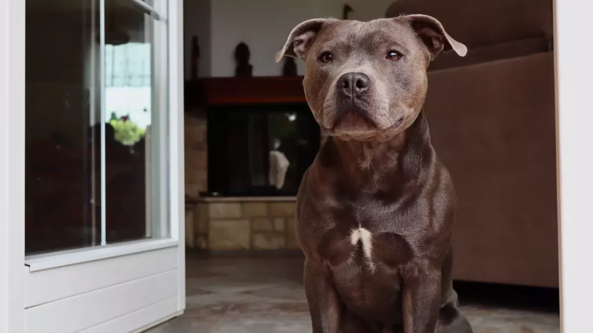 This 22-year-old dog was expected to die in a shelter, but then an incredible thing happened