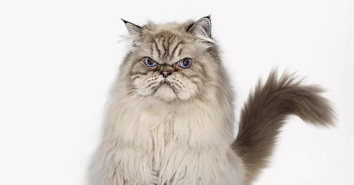 4 Things You Should Never Do To Your Cat