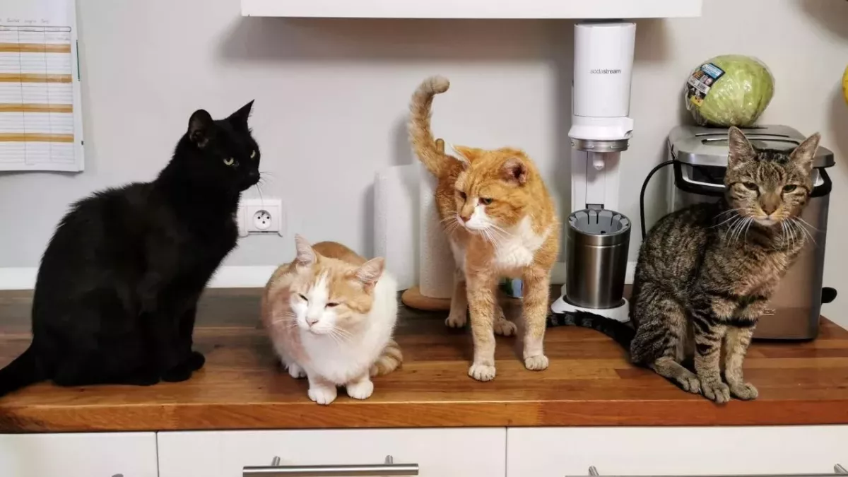 47 cats found locked in a car at a rest area in the sun