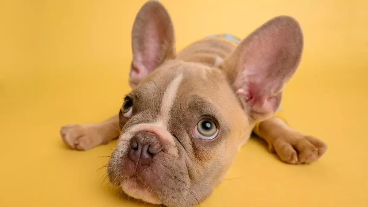 5 health benefits of owning a pet that you should know about