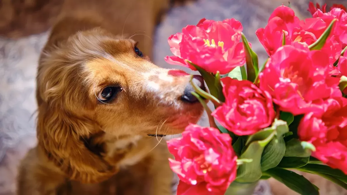 5 mind-blowing facts about your dog’s most important organ