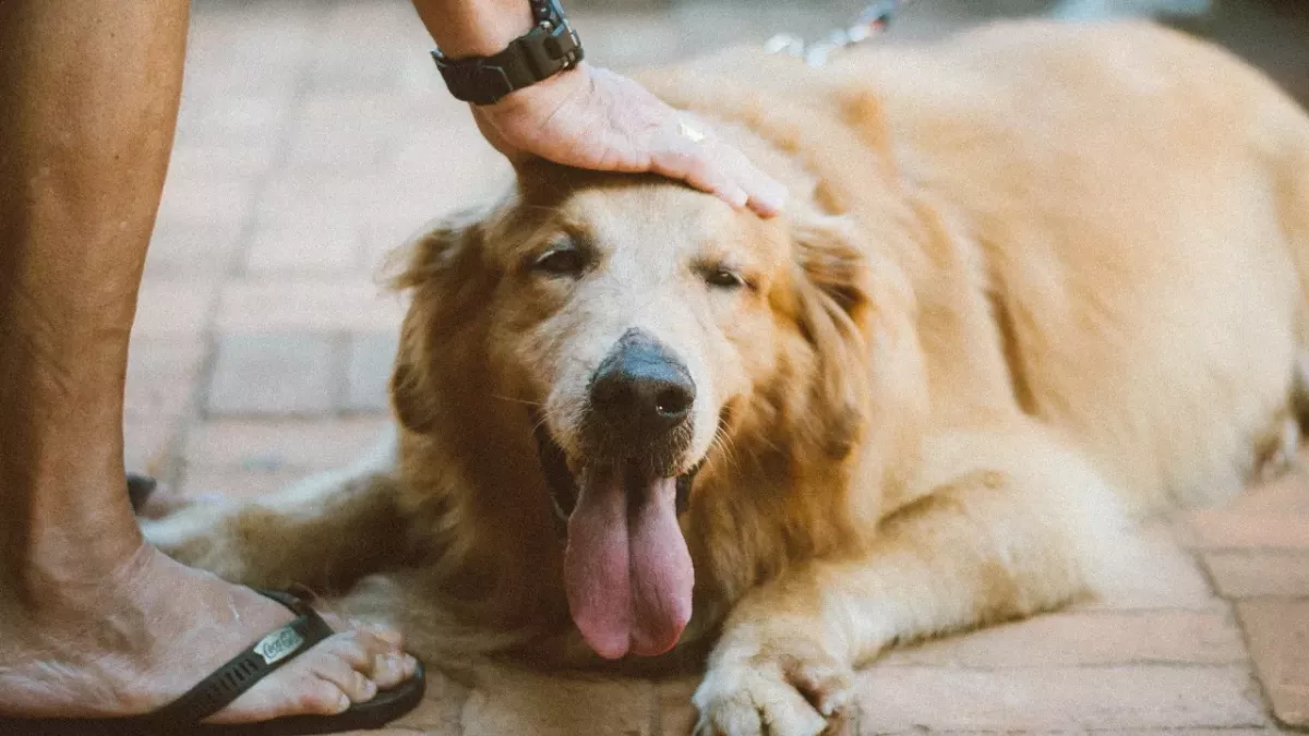 5 most peaceful dog breeds