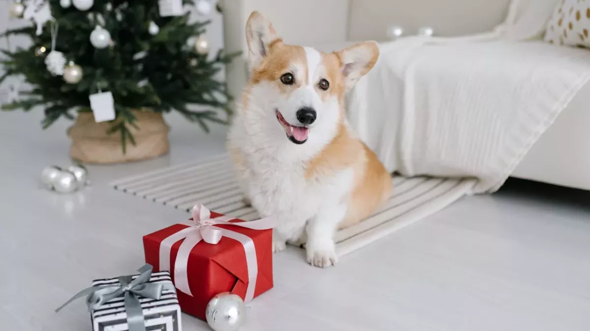 5 top Christmas gifts for dog owners under £10