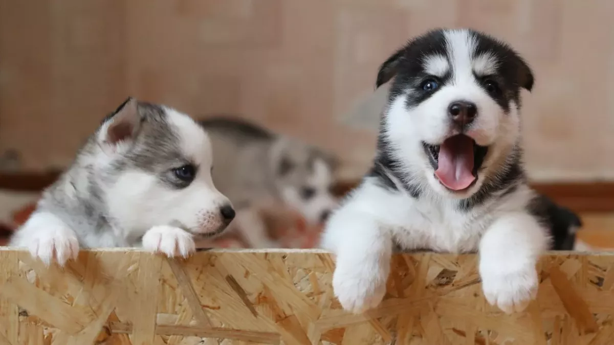 5 ways to pay less and keep your pet happy as the cost of living rises 