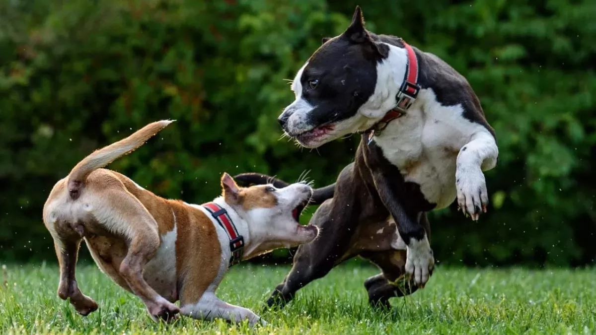 8 Warning signs that a dog is about to bite, according to a vet