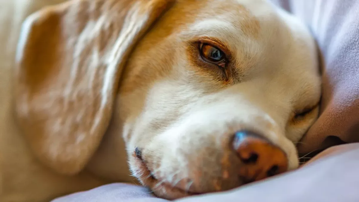 This abandoned and disfigured dog with one nostril found a forever home and became Insta-famous (VIDEO)