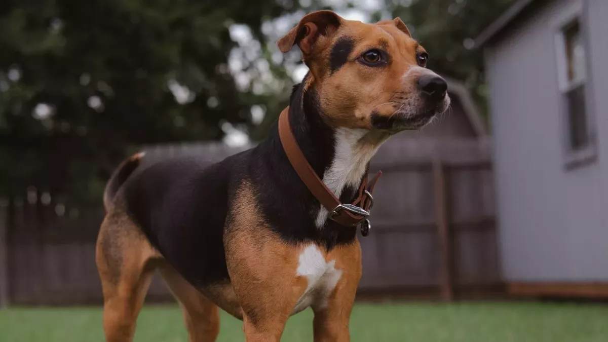 This abandoned dog had traumatic wounds and is missing 90% of her tongue (VIDEO)