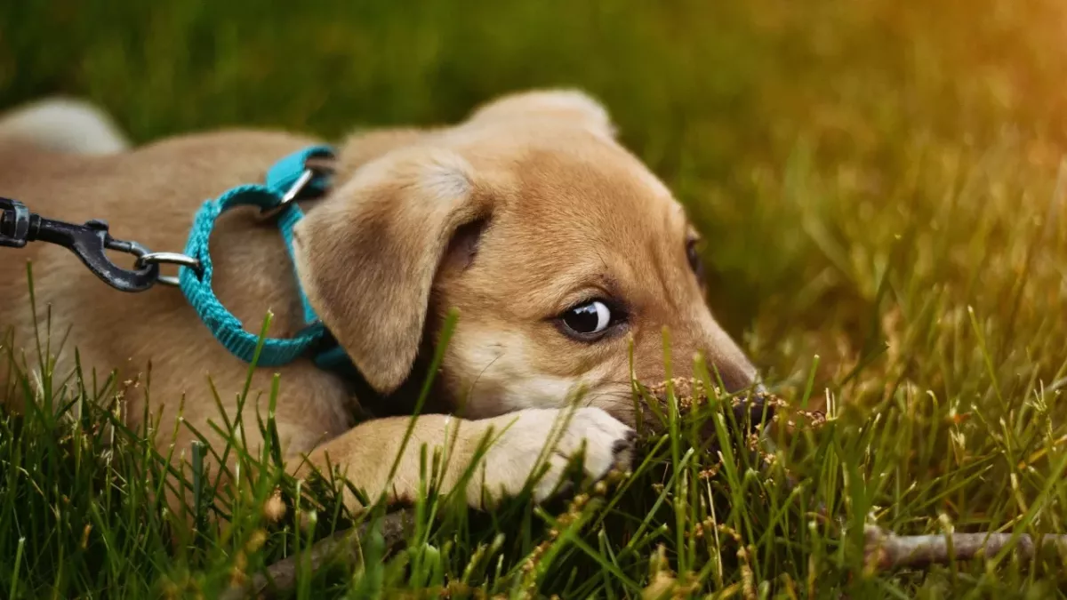 This abandoned dog waited for her cruel owners for weeks without realising they dumped him