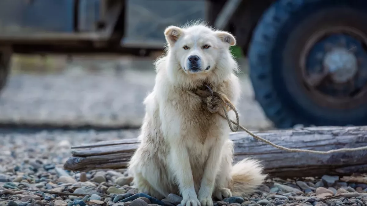 This abandoned dog was found tied to a fence with a heartbreaking note