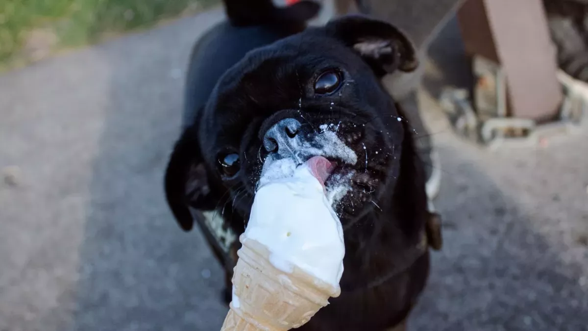 This abandoned dog who ‘adores ice cream almost as much as a cuddle’ is looking for a loving home 