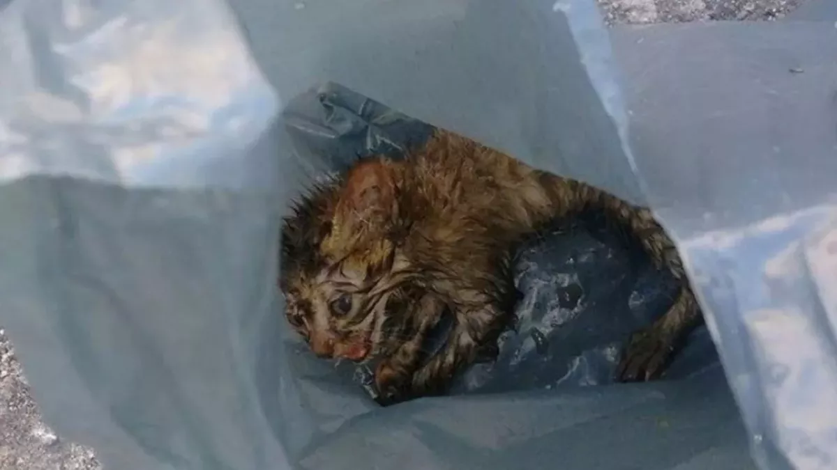 Abandoned kitten