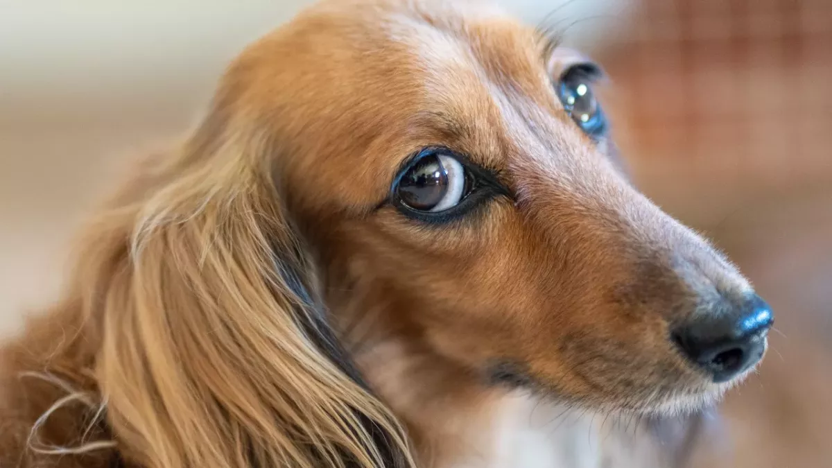 An abandoned pup in a plastic tote that was tossed off a bridge ‘like rubbish’ finds a loving home 