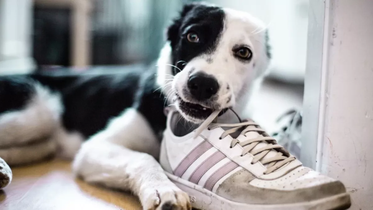 The abandoned pup who couldn’t cope with the stress of shelter life finds a loving owner  
