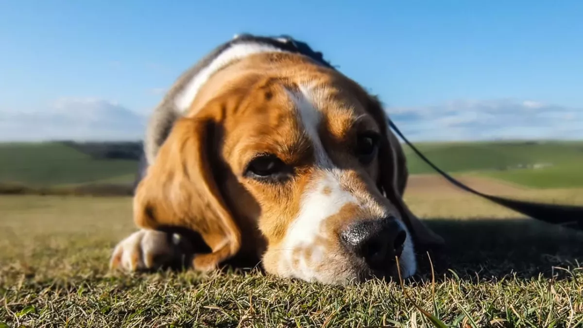 This abandoned puppy was too heartbroken to move and eat