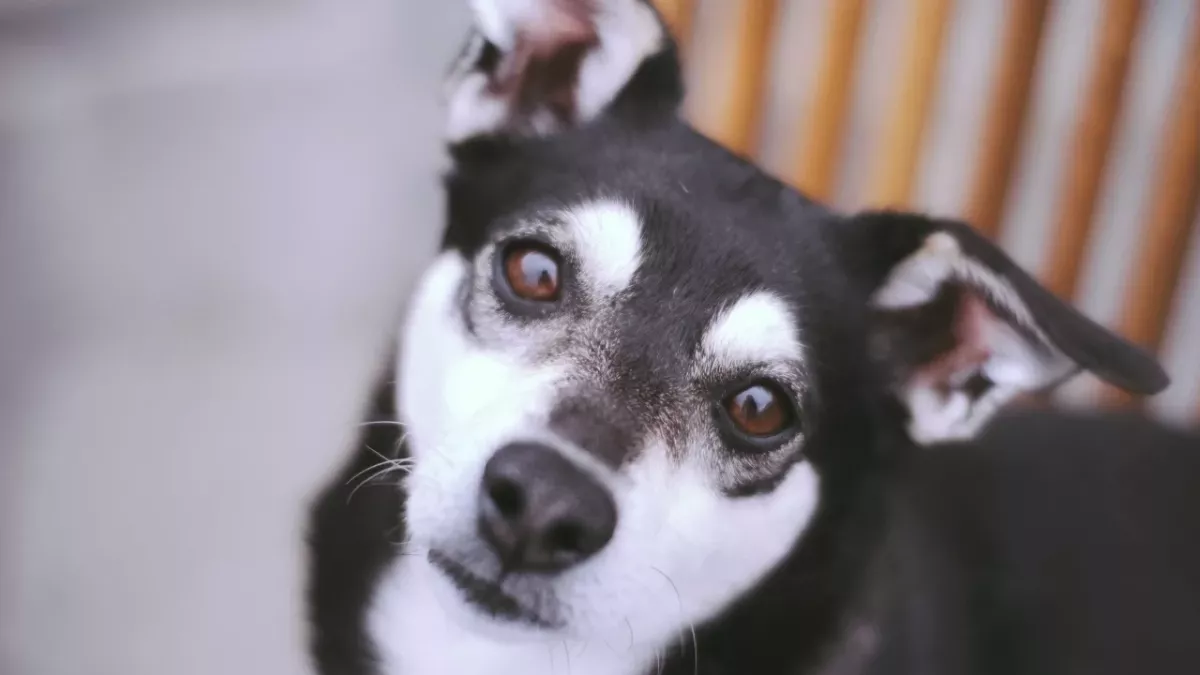 This abandoned unwanted dog with a quirky ‘smile’ melted hearts online