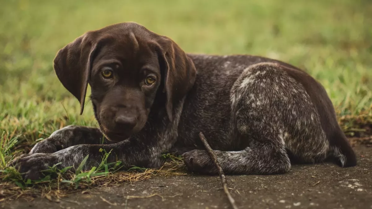 Anger as a nearly bald traumatised dog was 'discarded' by an ‘isolated’ quarry