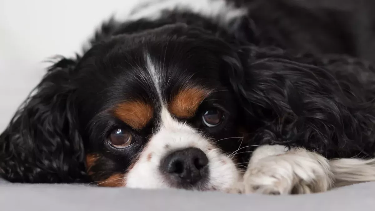 Anger as these neglected starving puppies were thrown out with rubbish 