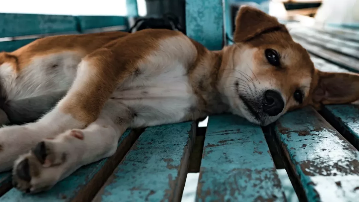 Animal inspector’s heartbreak as she finds a dying dog locked up in a filthy house