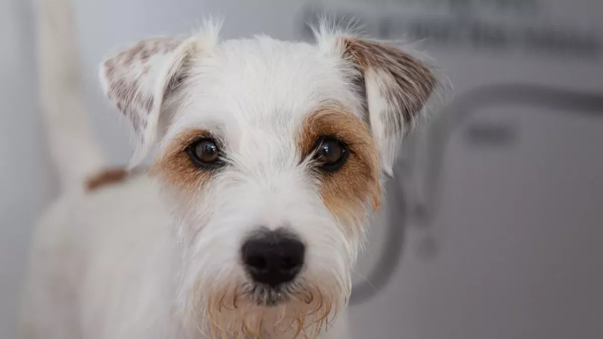 Animal lovers are in tears as this dog gets completely ignored at an adoption event (VIDEO)