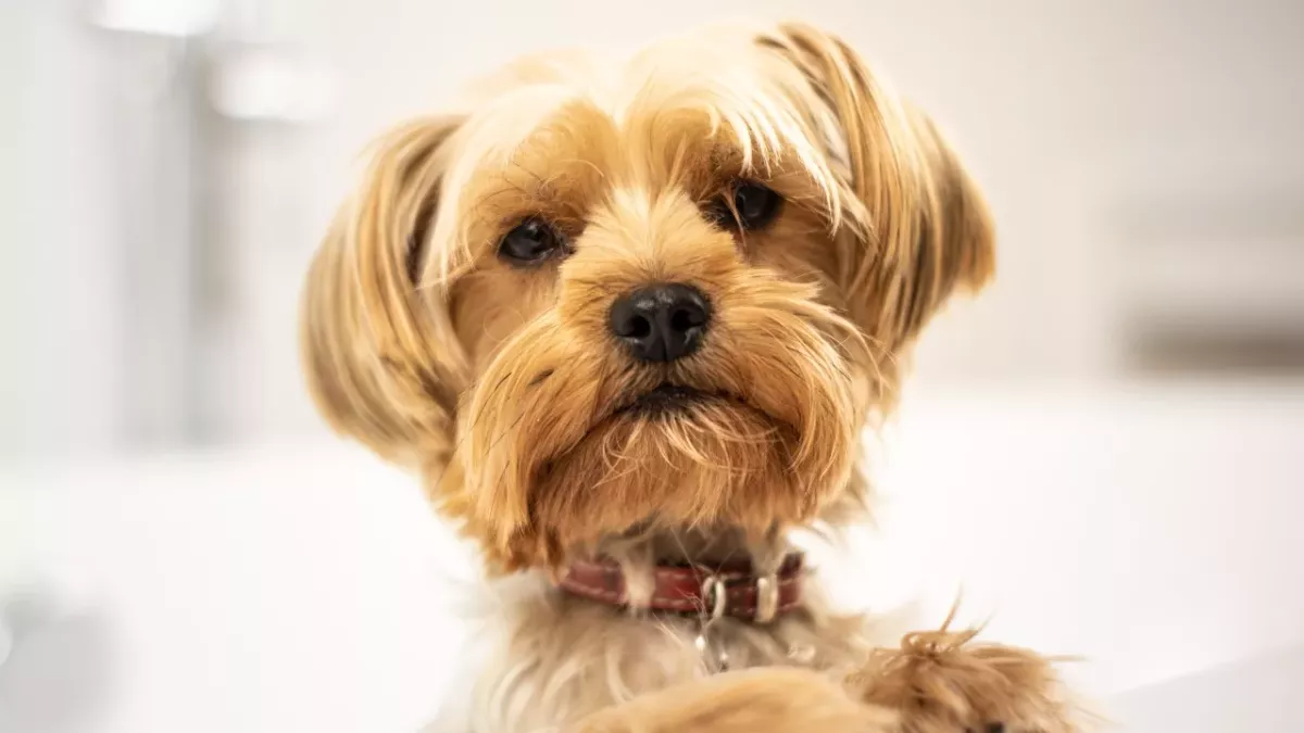 Animal shelter was left heartbroken over an abandoned underweight dog no one wants to adopt
