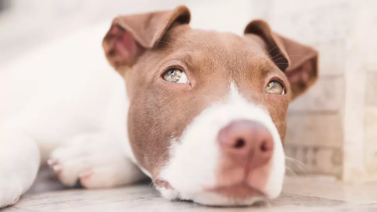 Animal shelter's staff 'in tears' over a neglected puppy who lost an ear in a dog attack 