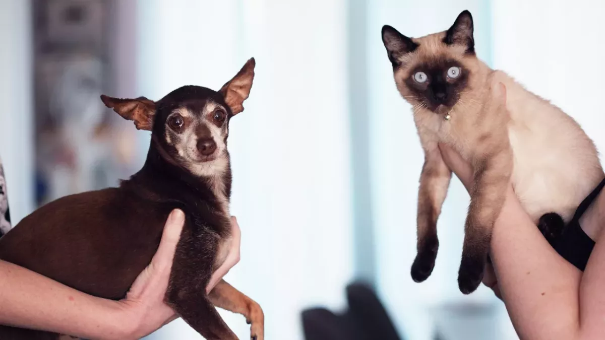 Anyone with a pet should read this urgent message, animal welfare organisation pleads