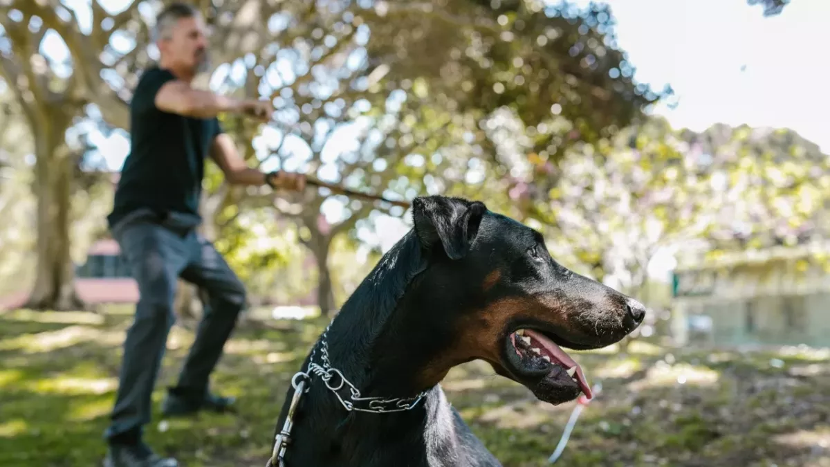 Are you not your dog’s favourite? Here is how to win your pet’s heart