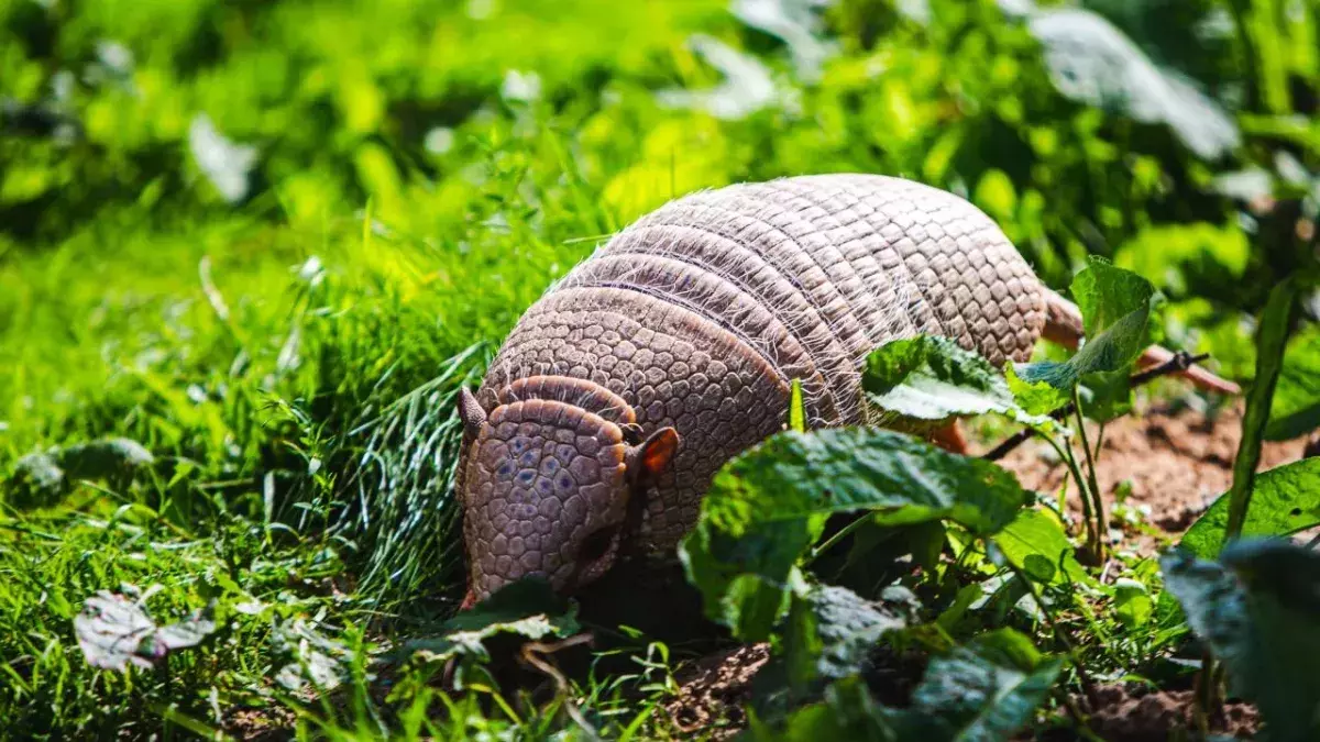 Armadillos were among the animals killed in the fire.