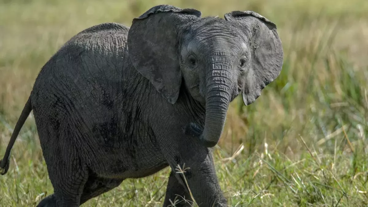 Baby elephant dies after losing half her trunk in poacher's trap