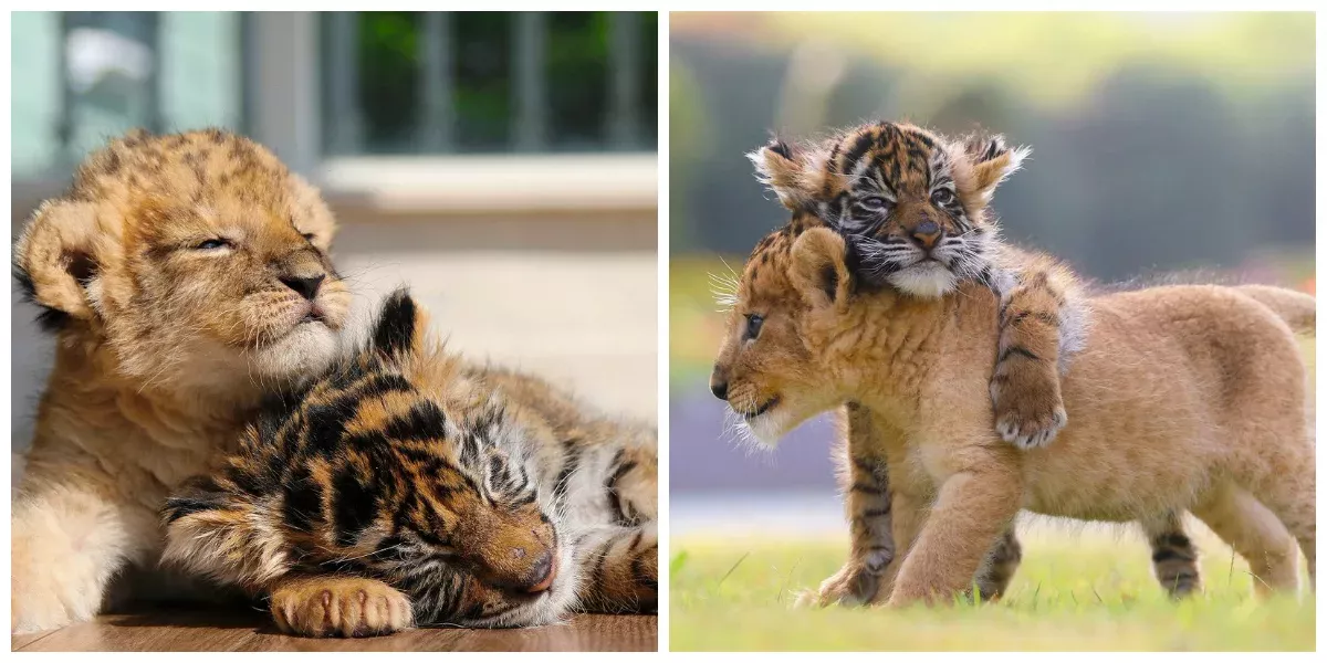 Baby friends