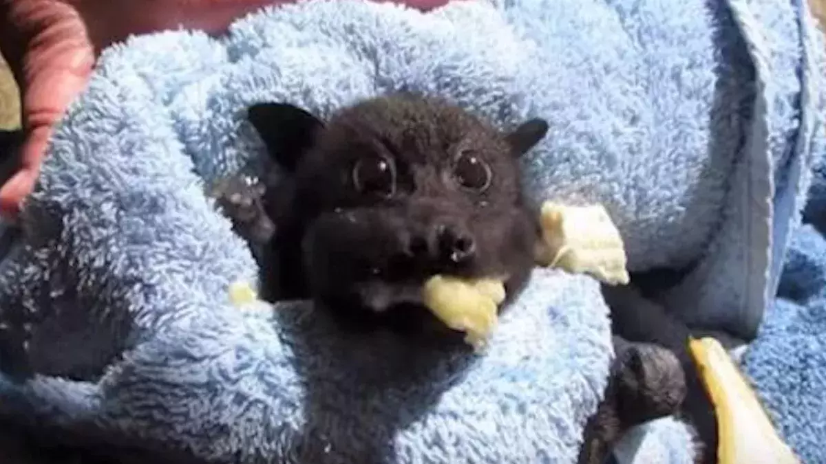 Bat eating a banada